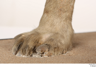 Striped Hyena Hyaena hyaena foot 0010.jpg